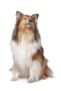 粗毛牧羊犬或蘇格蘭牧羊犬