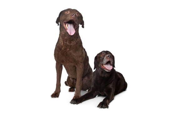 巴吉度獵犬和拉布拉多