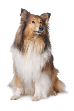 粗毛牧羊犬或蘇格蘭牧羊犬
