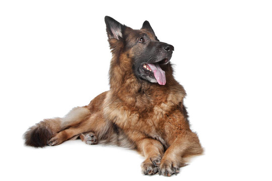 德國牧羊犬