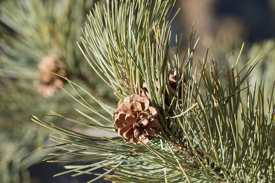 樹上的Pinecone