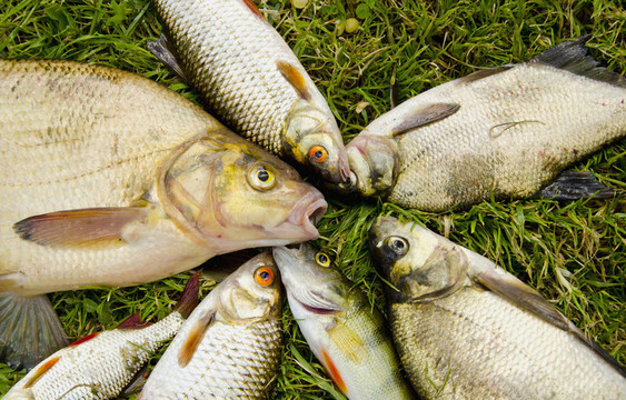 白魚在草地上。鳊魚蟑螂棲息