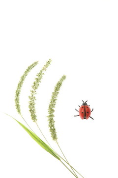 瓢蟲和狗尾草