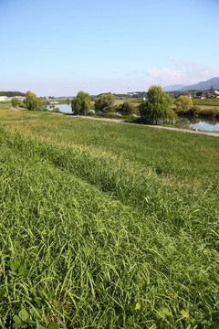 綠色草地和藍(lán)天