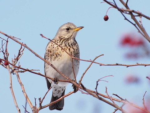 田鶇；Turdus pilaris