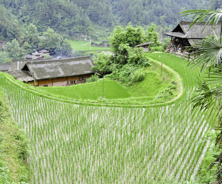 Rice Terrace村