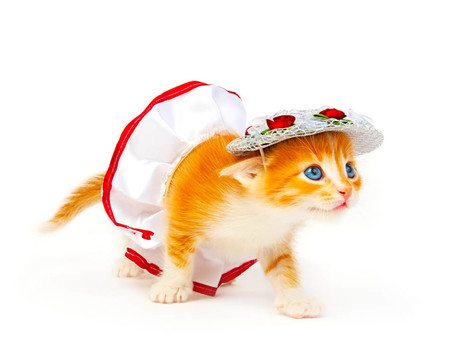小貓
