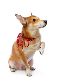 狗