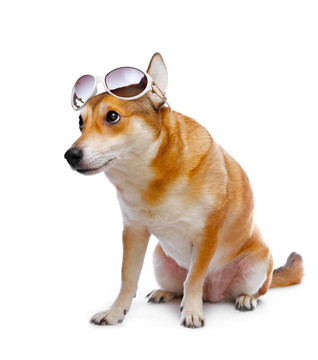 狗