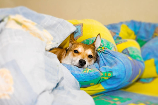 狗