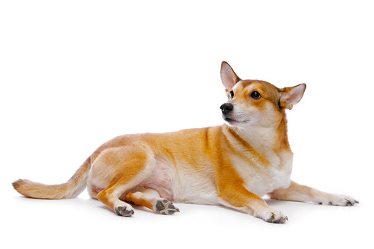 狗