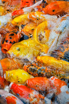 五顏六色的錦鯉魚搶食