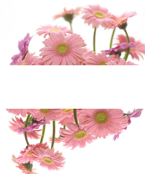 粉色非洲菊框架