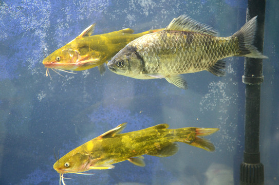 淡水魚