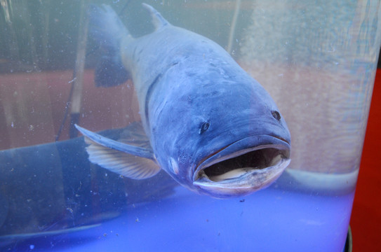 胖頭魚