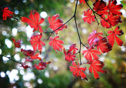 紅葉如火