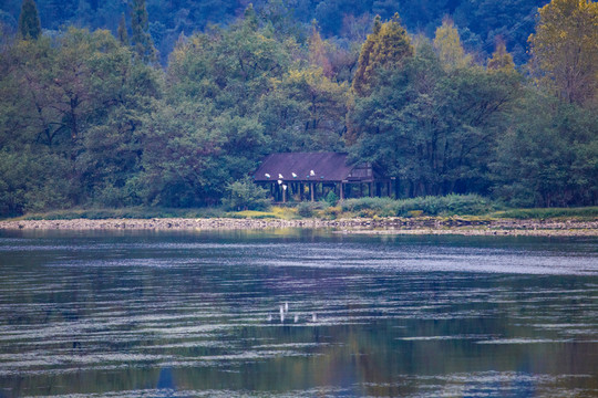 湖邊森林