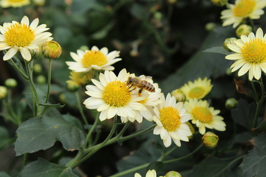 菊花與蜜蜂