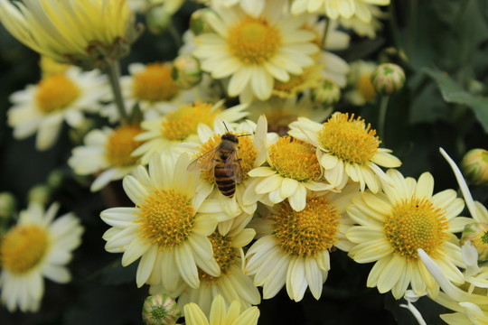 菊花與蜜蜂