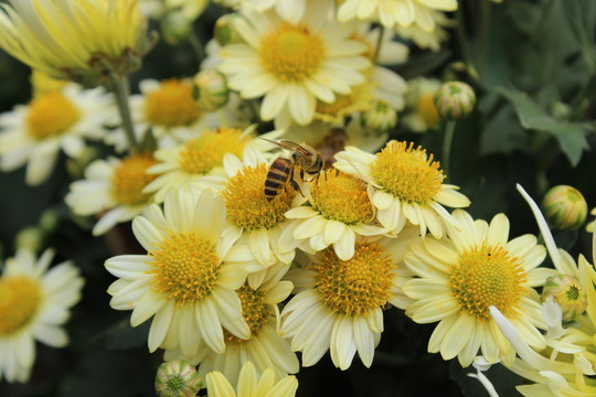 菊花與蜜蜂