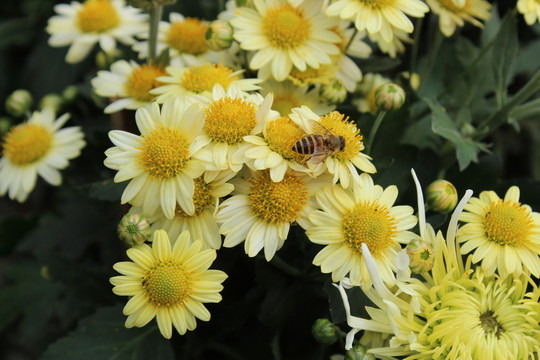 菊花與蜜蜂