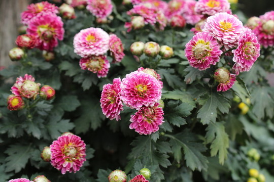 菊花背景