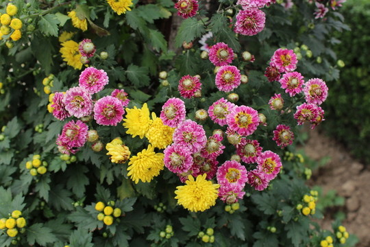 菊花背景