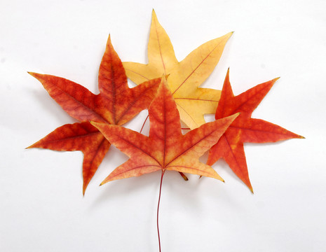 紅葉