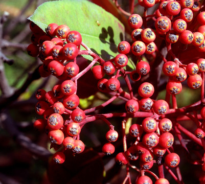紅豆