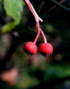 紅豆