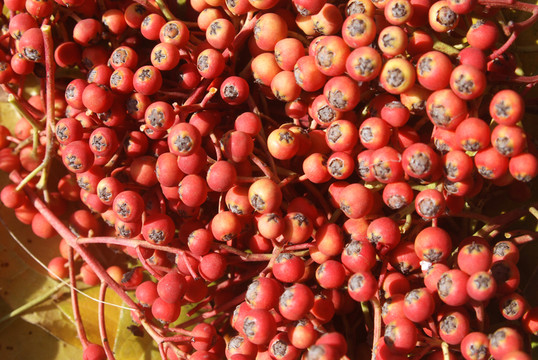 紅豆