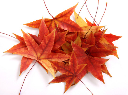 紅葉