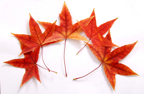 紅葉