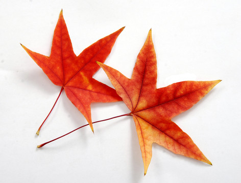 紅葉