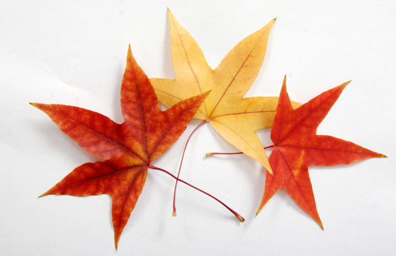 紅葉