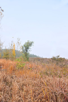 荒草   荒野