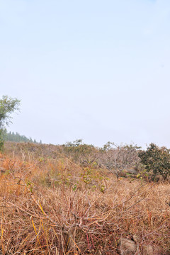 田野   田地