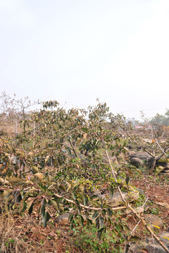 山楂樹  果園