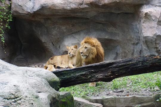 動(dòng)物園 獅子