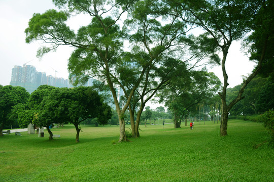 公園草地