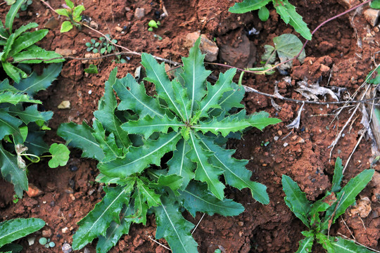野菜
