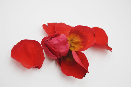 紅玫瑰花瓣