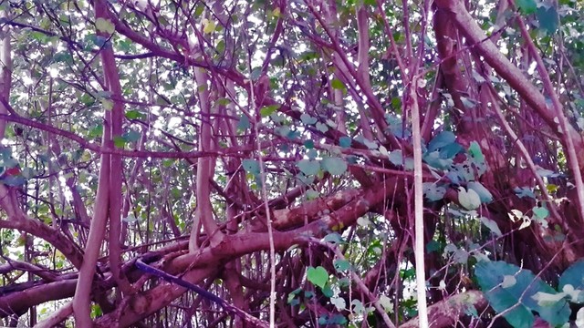 樹枝 樹木 樹