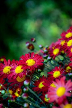 菊花