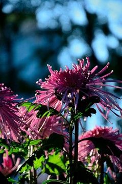 菊花