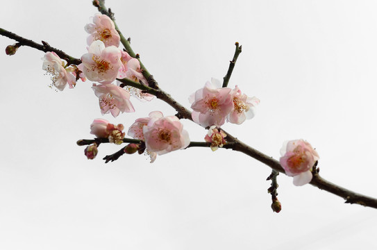 梅花