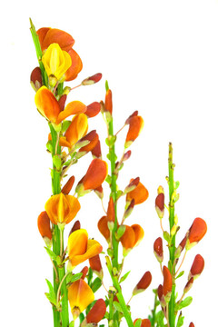 金雀花
