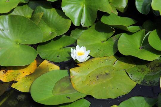 水百合