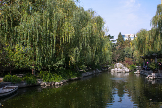 河邊綠柳