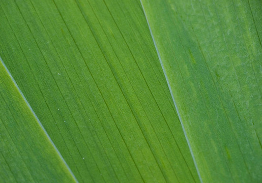 綠葉抽象背景特寫(xiě)